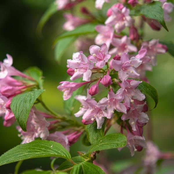 weigelia ροζ λουλούδια ταχέως αναπτυσσόμενος θάμνος