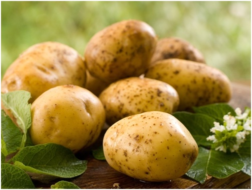 bulvės svorio priaugimui