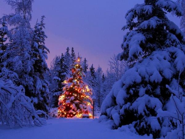 χριστουγεννιάτικο δέντρο φώτα χιονισμένο δάσος