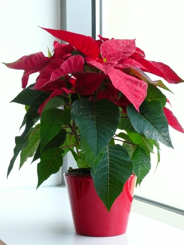 poinsettia φυτό σε γλάστρα Διακοσμητικά φυτά σπιτιού