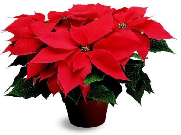 poinsettia κόκκινα λουλούδια χειμώνα