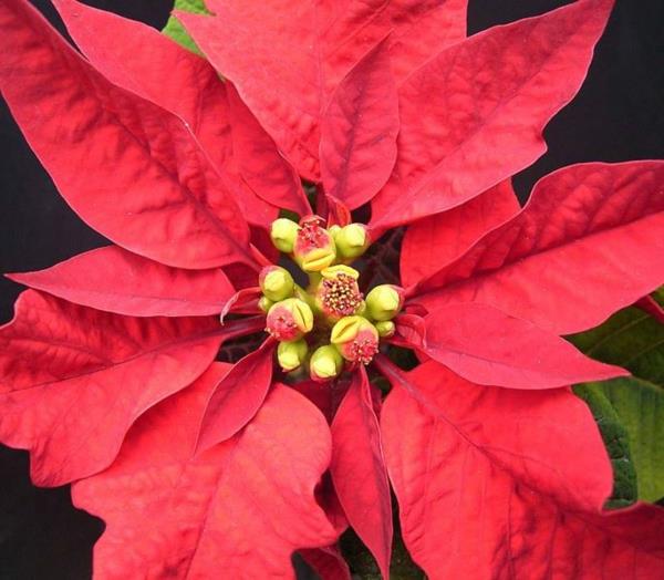poinsettia κόκκινα φύλλα λουλούδια πρωτότυπα