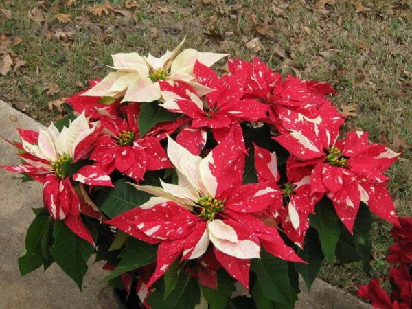 κόκκινο λευκό υβρίδιο poinsettia
