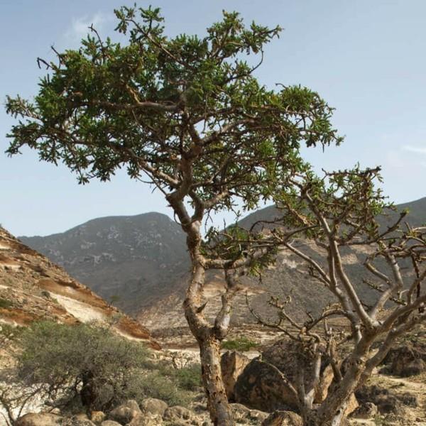 έλαιο λιβανιού υγιές αποτέλεσμα δέντρο boswellia