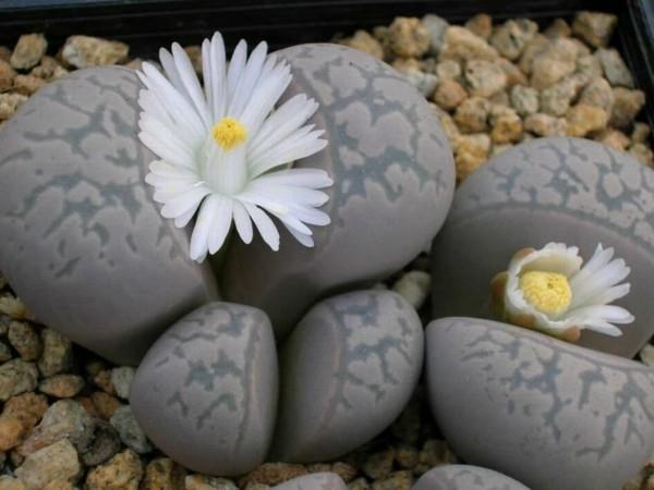 λευκά λουλούδια γκρι ζωντανές πέτρες παχύφυτα