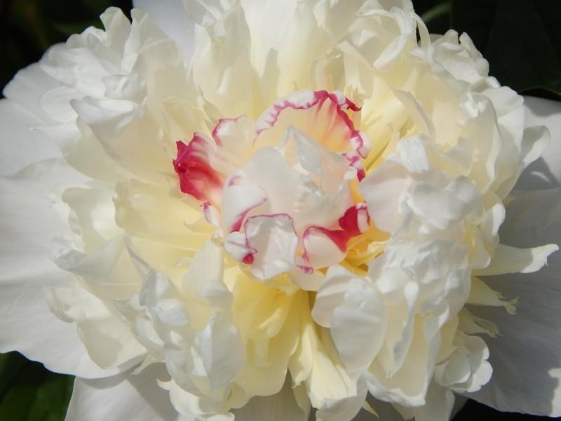 λευκό παιωνάκι ανοιξιάτικο λουλούδι