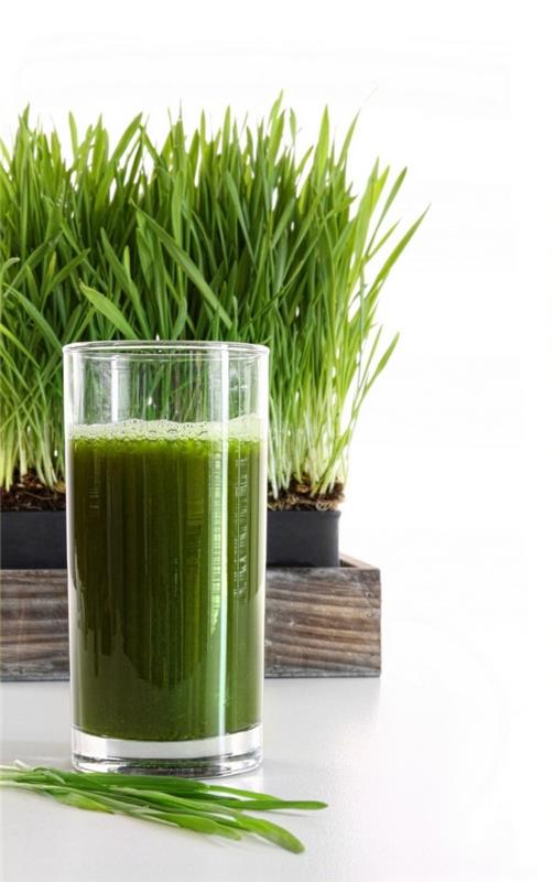σπόροι σιταρόχορτου smoothie χυμού σιταριού