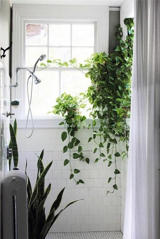 ποια φυτά εσωτερικού χώρου χρειάζονται λίγο φως για τα φυτά μπάνιου