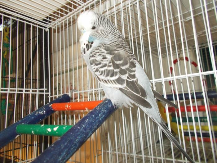budgie στο κλουβί κατοικίδια ζώα φροντίζουν budgies άγριας ζωής