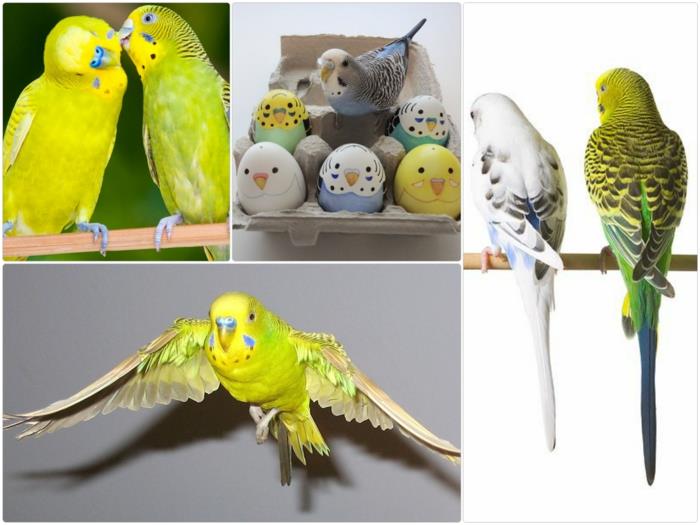 Αγοράστε budgie ως δώρο τα κατοικίδια ζώα φροντίζουν την άγρια ​​ζωή