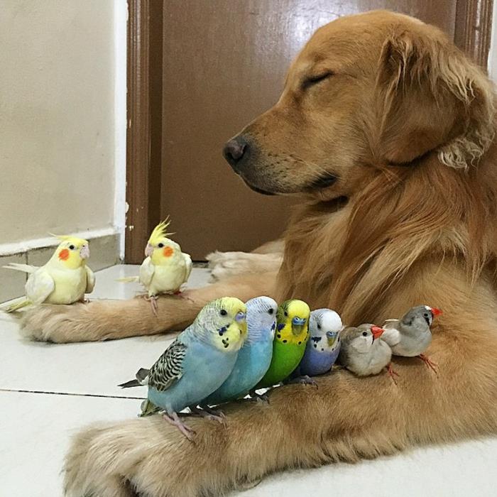 budgie αγοράστε κατοικίδια ζώα φροντίδα budgie και σκυλιά