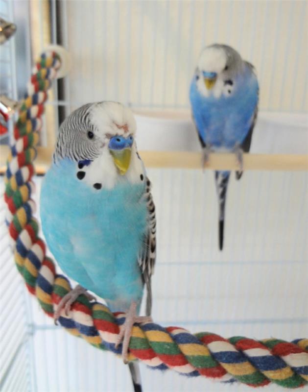budgie cage κατοικίδια ζώα φροντίζουν τσιγαροπούλια άγριας ζωής