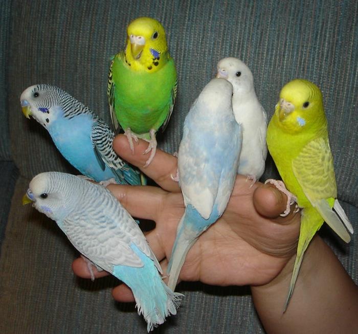 ασθένειες budgie κατοικίδια ζώα φροντίζουν την άγρια ​​ζωή
