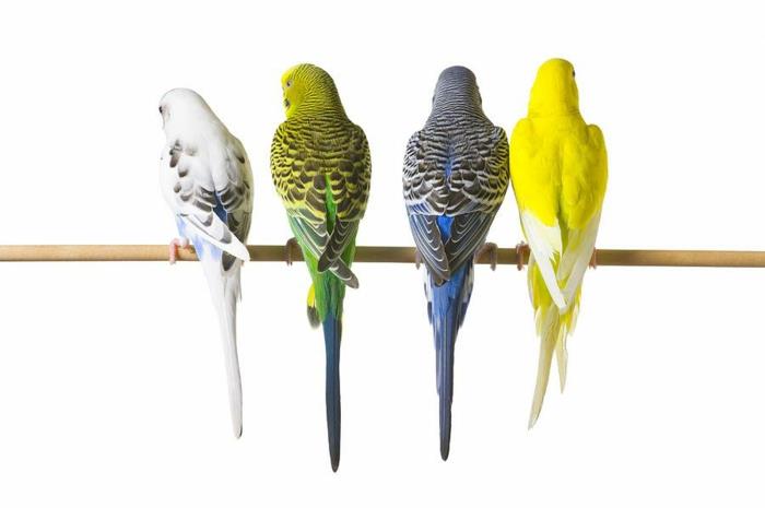 budgie ονόματα κατοικίδια ζώα φροντίζουν την άγρια ​​ζωή