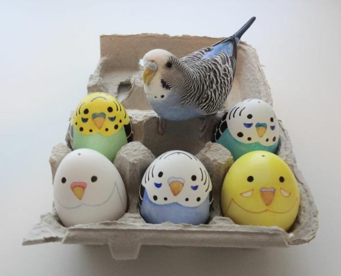 budgie και πασχαλινά αυγά κατοικίδια ζώα φροντίζουν budgie άγριας ζωής
