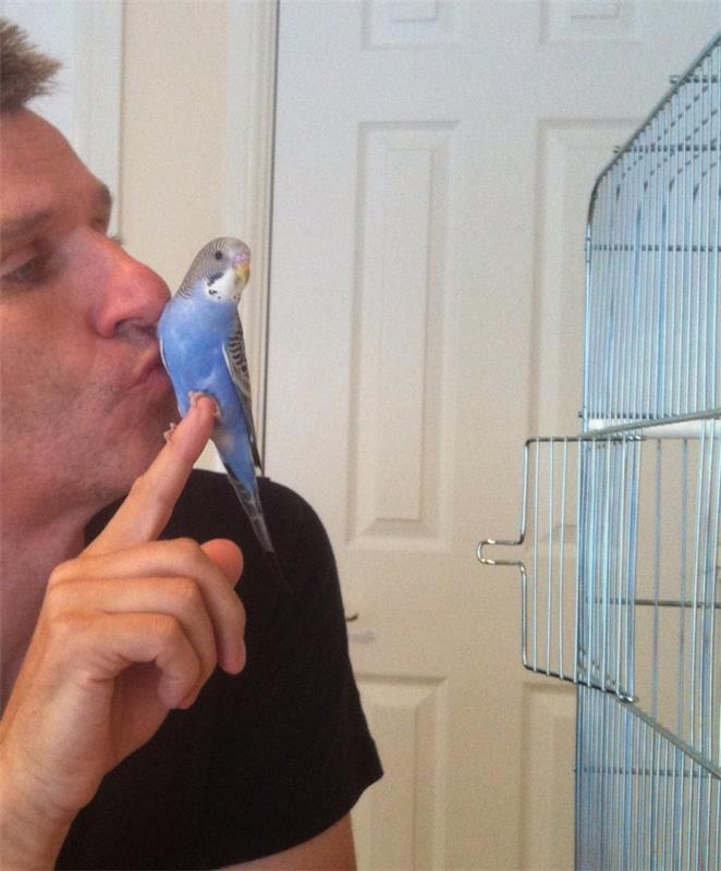 Budgerigars και άνθρωποι κατοικίδιων ζώων φροντίζουν το budgie της άγριας ζωής