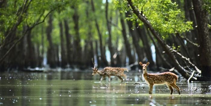 παγκόσμια περιοδεία Οι Sundarbans επισκέπτονται πολλά είδη ζώων