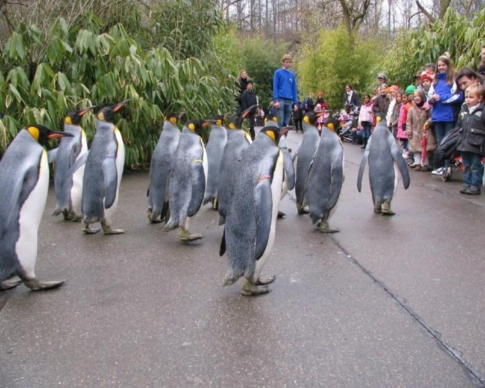 προγραμματίστε ένα παγκόσμιο ταξίδι με πιγκουίνους ζωολογικού κήπου στη Βασιλεία