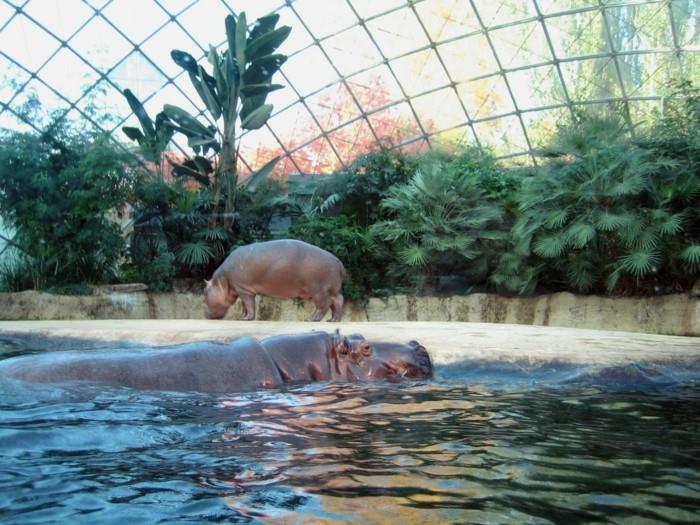 σχεδιάστε ένα παγκόσμιο ταξίδι στον ζωολογικό κήπο του Βερολίνου ζωολογικοί κήποι ιπποπόταμοι