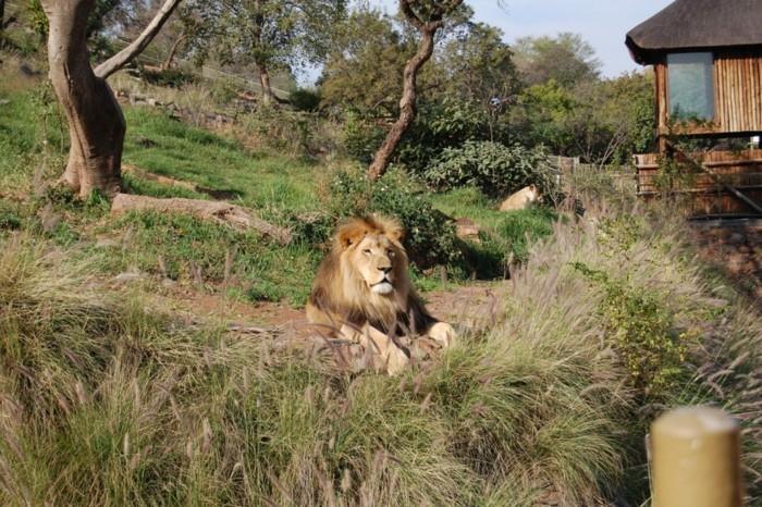 σχεδιάστε ένα παγκόσμιο ταξίδι ζωολογικός κήπος πρετόρια νότιο αφρικανικό λιοντάρι