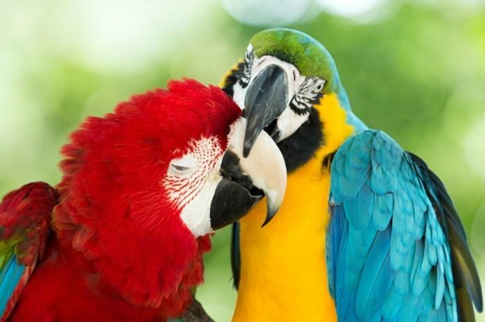 σχεδιάστε ένα παγκόσμιο ταξίδι ζωολογικός κήπος πρετόρια νότια Αφρική πολύχρωμοι παπαγάλοι macaw