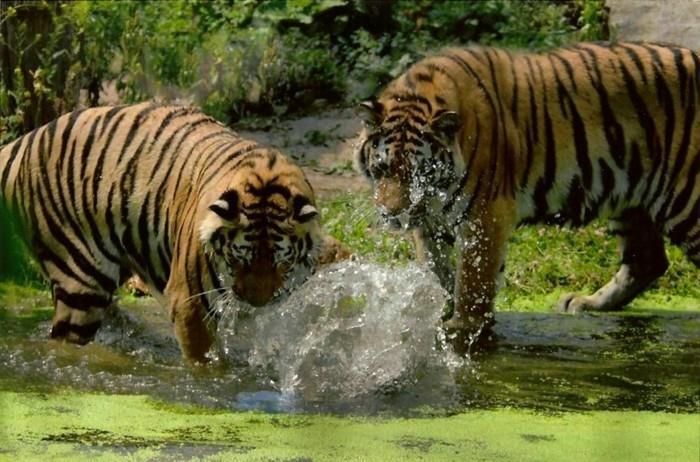 σχεδιάστε ένα παγκόσμιο ταξίδι tiergarten schönbrunn vienna austria