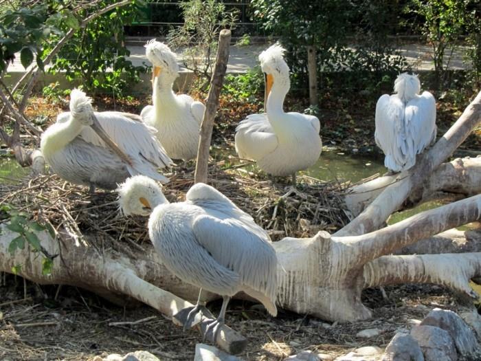 σχεδιάστε ένα παγκόσμιο ταξίδι στη Βιέννη ζωολογικό κήπο Schönbrunn πόλη ταξίδι στην Αυστρία