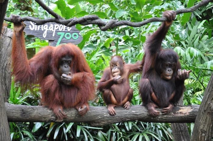 Σχεδιάστε ένα παγκόσμιο ταξίδι ζωολογικού κήπου στη Σιγκαπούρη οικογένεια πιθήκων