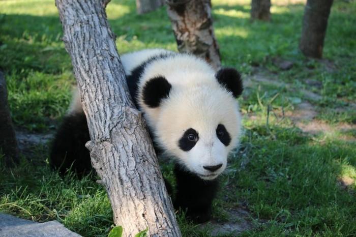 προγραμματίστε ένα παγκόσμιο ταξίδι ζωολογικός κήπος τορόντο καναδά panda