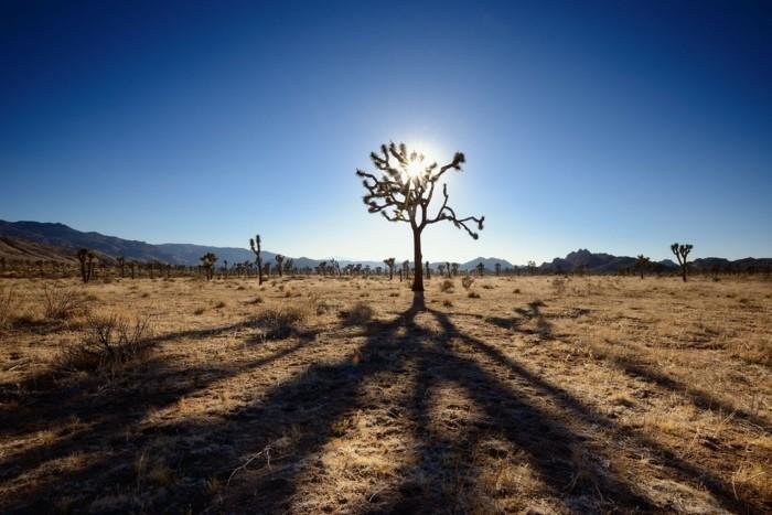 παγκόσμια ταξίδια Εθνικό πάρκο Joshua Tree Η κλιματική αλλαγή εξαφανίζεται