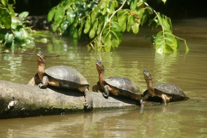παγκόσμιο ταξίδι παγκόσμια περιοδεία Κόστα Ρίκα διακοπές φυσικό πάρκο ηφαίστειο χελώνες