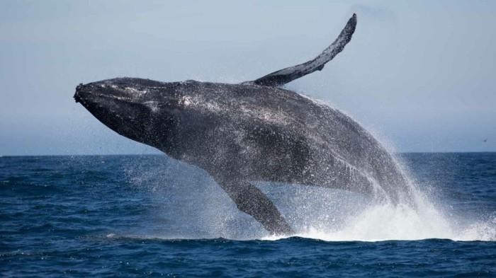 παγκόσμια ταξίδια Κόσμος ταξίδια Κόστα Ρίκα διακοπές φυσικό πάρκο ηφαίστειο ηλιοβασίλεμα φάλαινες