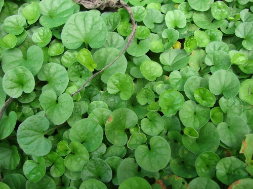 Centella