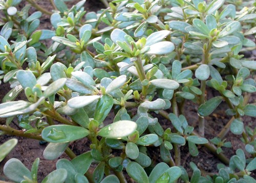 Portulaca Oleracea