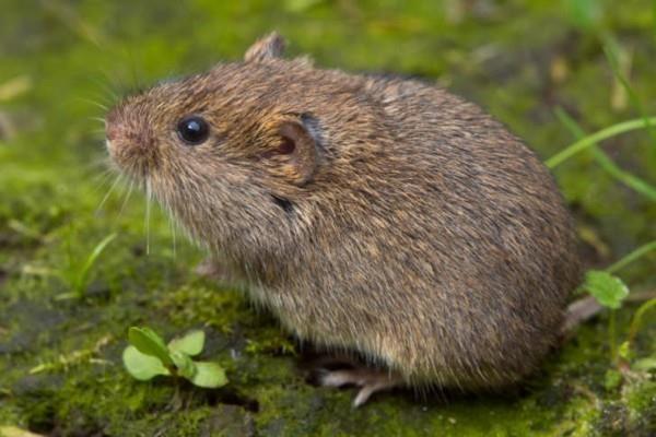 Καταπολέμηση voles με φυσικά μέσα συμβουλές