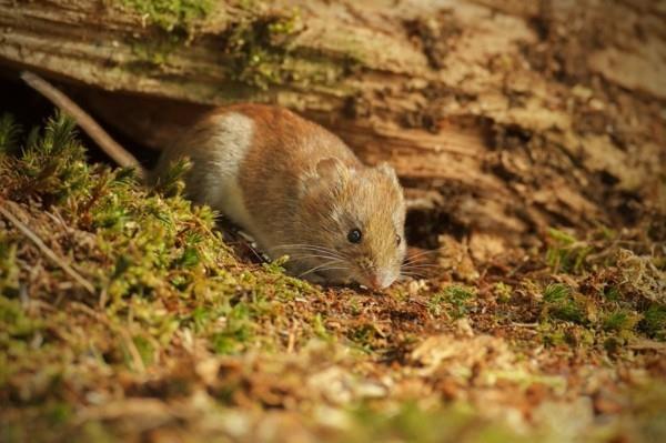 voles καταπολέμηση φυσικές θεραπείες συμβουλές