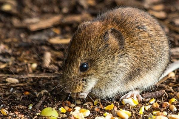 voles συμβουλές και κόλπα καταπολέμησης