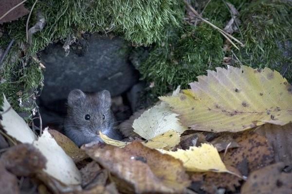 Καταπολέμηση voles με φυσικά μέσα στον κήπο