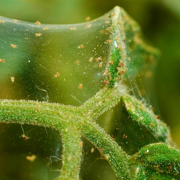πώς να καταπολεμήσετε τις αράχνες αράχνης ιδέες θεραπείας στο σπίτι
