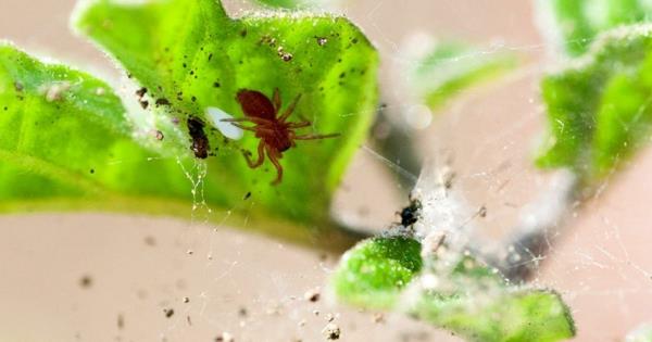 πώς να καταπολεμήσετε ακάρεα αράχνης συμβουλές και ιδέες