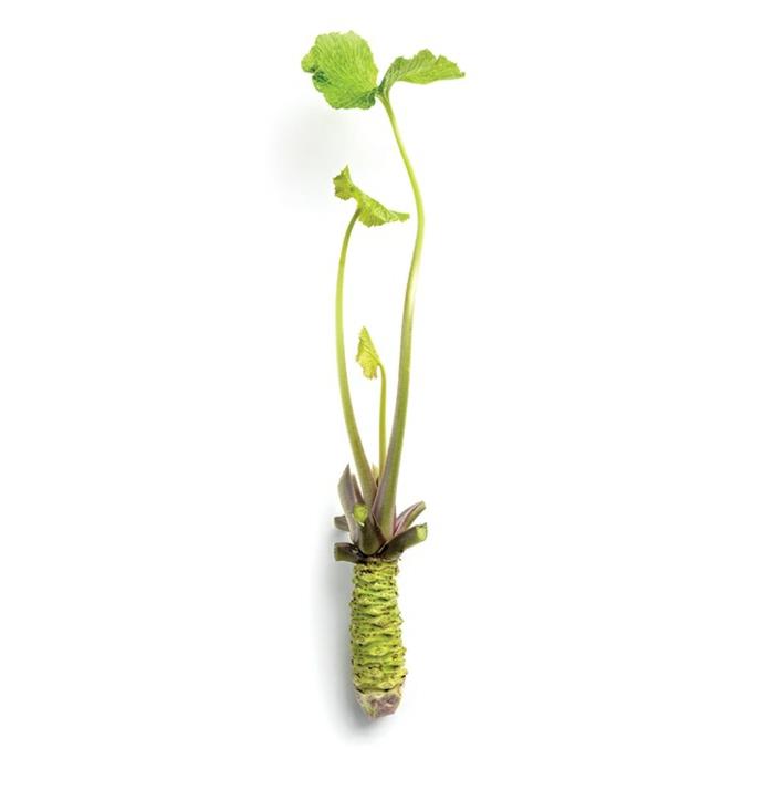 πώς μοιάζει το πραγματικό φυτό wasabi