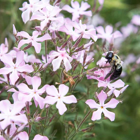 άγριος βιότοπος στον κήπο ανθίζει μοβ τρυφερές μέλισσες