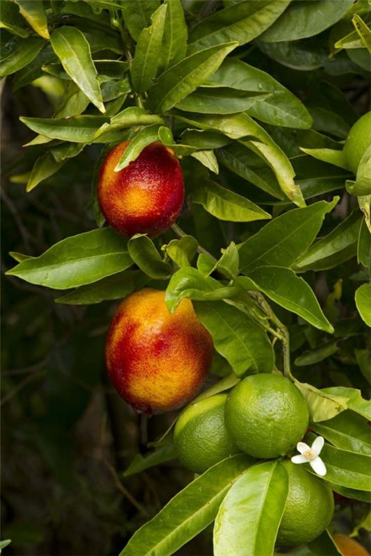 χειμωνιάτικα φυτά λεμόνι δέντρο πορτοκαλιάς