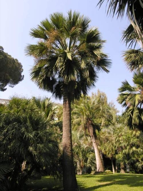 ανθεκτική παλάμη μέλι παλάμη