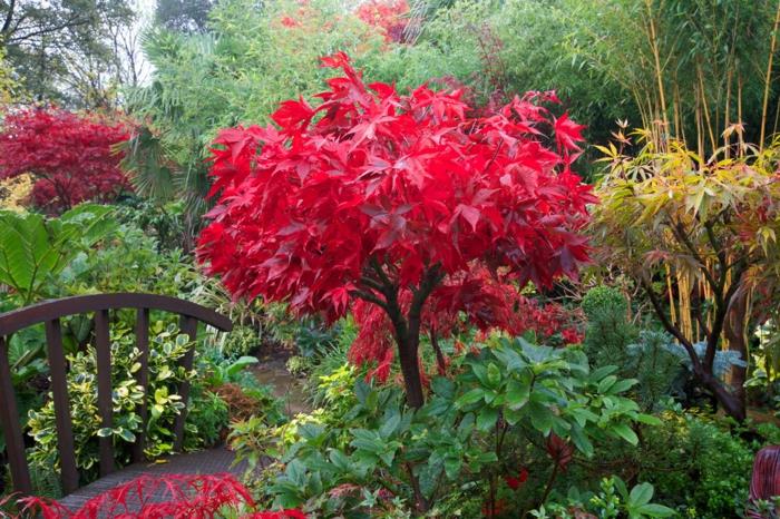 ανθεκτικά φυτά σχεδιασμός κήπου Acer palmatum