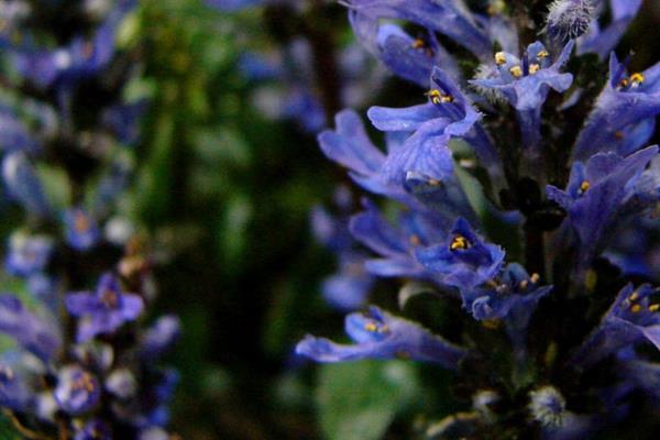 ανθεκτικά εύχρηστα φυτά κήπου που σέρνονται με μπλε λουλούδι günsel