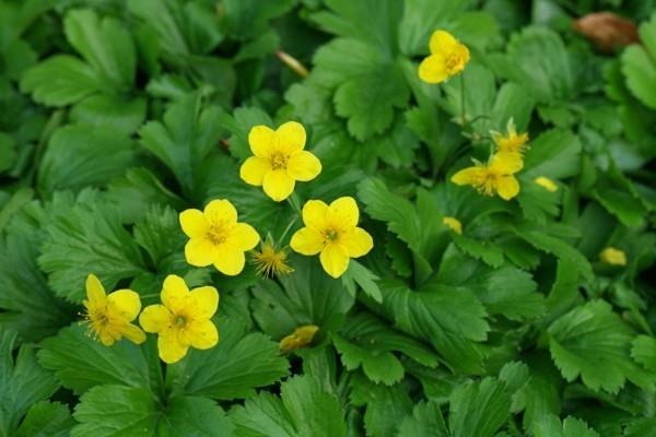 ανθεκτικά πολυετή φυτά Waldsteinia ternata die waldstenie