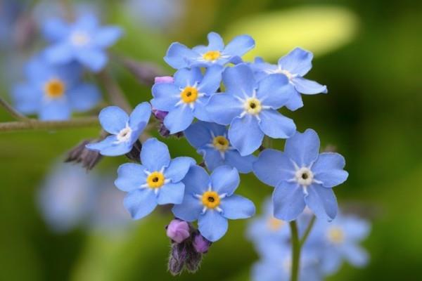 Forget-me-not hardy πολυετή