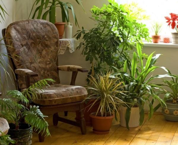 ιδέες για το σπίτι υπέροχα φυτά με πολυθρόνα