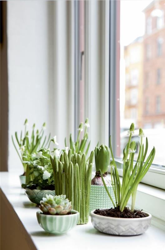 διακοσμήστε το διαμέρισμα ομορφύνετε το περβάζι του παραθύρου με φυτά